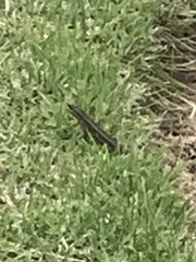 Leiocephalus personatus