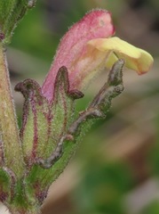 Neobartsia