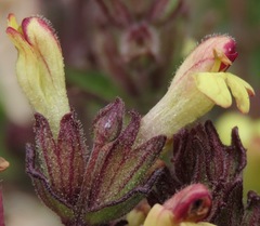 Neobartsia