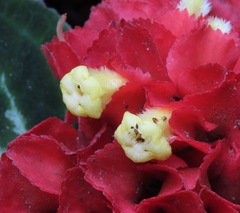 Corytoplectus speciosus