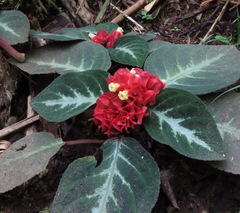 Corytoplectus speciosus