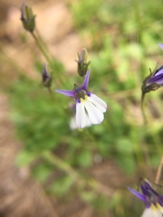 Lobelia nana