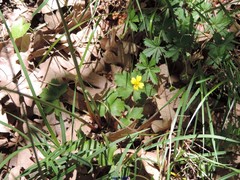 Potentilla anglica