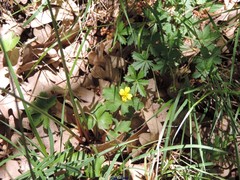 Potentilla anglica