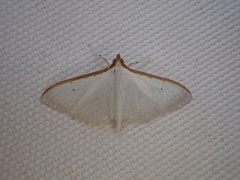 Palpita margaritacea