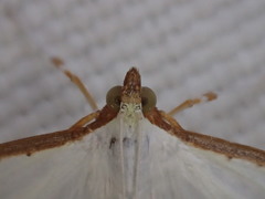 Palpita margaritacea