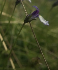 Lobelia nana