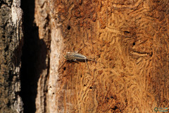 Ctenolepisma lineatum