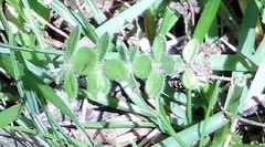 Cruciata glabra