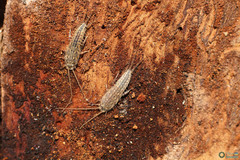 Ctenolepisma lineatum