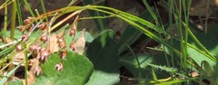 Luzula forsteri