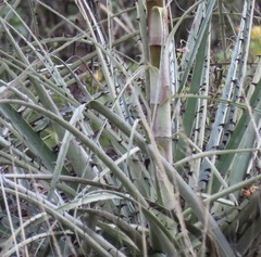 Puya ferruginea
