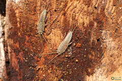 Ctenolepisma lineatum