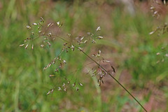 Deschampsia cespitosa cespitosa