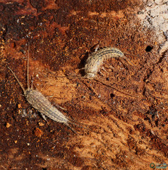 Ctenolepisma lineatum