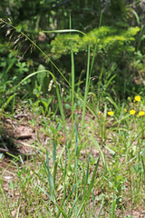 Deschampsia cespitosa cespitosa
