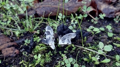 Helvella atra