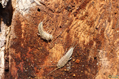 Ctenolepisma lineatum