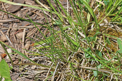 Deschampsia cespitosa cespitosa