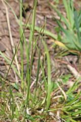 Deschampsia cespitosa cespitosa