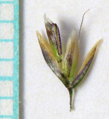 Deschampsia cespitosa cespitosa