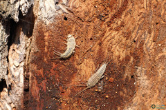 Ctenolepisma lineatum