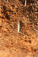 Ctenolepisma lineatum