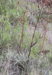 Puya ferruginea