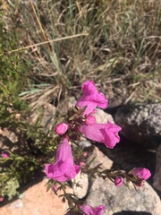 Agalinis genistifolia