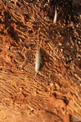 Ctenolepisma lineatum