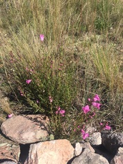 Agalinis genistifolia