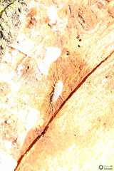 Ctenolepisma lineatum