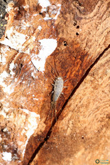 Ctenolepisma lineatum