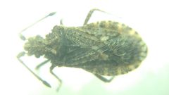 Arenocoris fallenii
