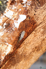 Ctenolepisma lineatum