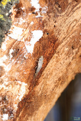 Ctenolepisma lineatum