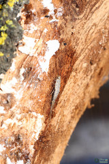 Ctenolepisma lineatum