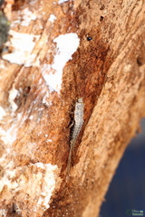 Ctenolepisma lineatum