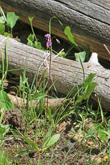 Primula pauciflora pauciflora