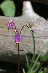 Primula pauciflora pauciflora