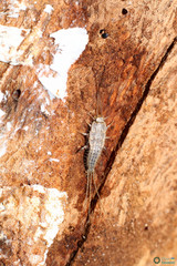 Ctenolepisma lineatum