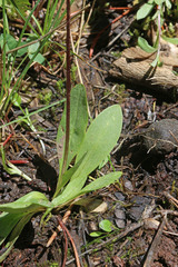 Primula pauciflora pauciflora