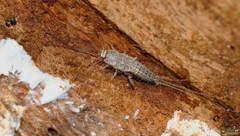 Ctenolepisma lineatum