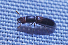 Corticotomus cylindricus