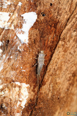 Ctenolepisma lineatum