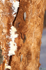 Ctenolepisma lineatum