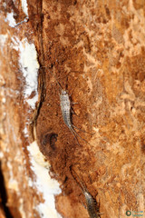 Ctenolepisma lineatum