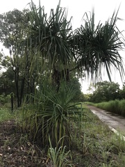 Pandanus spiralis