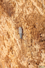 Ctenolepisma lineatum