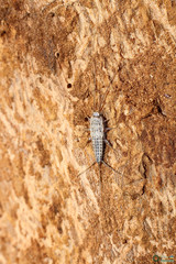 Ctenolepisma lineatum